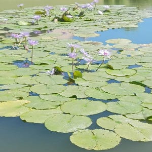 May include: A serene pond scene featuring numerous lily pads and several water lilies in bloom. The lily pads are a vibrant green, and the water lilies have delicate purple and white petals. The water reflects the sky, creating a tranquil atmosphere.