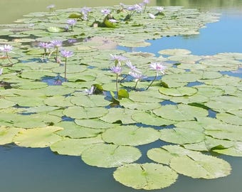 Floating Plant Combo