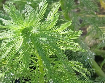 Parrot's Feather plant - MINIMUM ORDER (Must order at least 5 plants).
