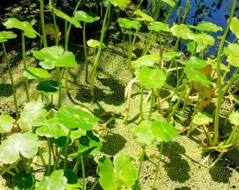 Pennywort (Hydrocotyle leucocephala) - MINIMUM ORDER (MUST order at least 8 plants)
