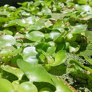 Water Hyacinth (Pontederia [Eichhornia] crassipes) - MINIMUM ORDER (6 plants)