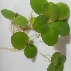 Frogbit (Limnobium laevigatum) - MINIMUM ORDER (Must order at least 6 plants). image 2
