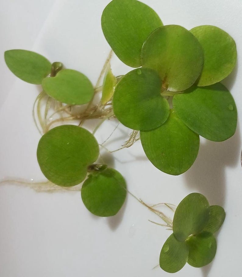 Frogbit (Limnobium laevigatum) - MINIMUM ORDER (Must order at least 6 plants). image 2