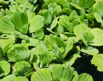 Water Lettuce-[Size: 2- 3 inches] (Pistia stratiotes) - MINIMUM ORDER (Must order at least 8 plants)