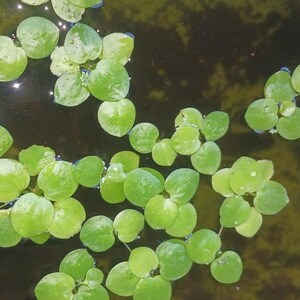 May include: A close-up shot of floating aquatic plants. The plants have small, round, light green leaves that are clustered together. The water is dark and reflects the light, creating a natural and serene scene.