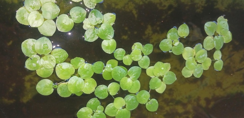May include: A close-up shot of floating aquatic plants. The plants have small, round, light green leaves that are clustered together. The water is dark and reflects the light, creating a natural and serene scene.