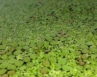 Duckweed/Salvinia Combo - MINIMUM ORDER (MUST order at least 4 vol. ounces)