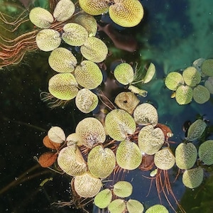 May include: Close-up of aquatic plants floating on the water's surface. The plants have round, textured green leaves and long, thin roots. The water is a deep blue-green color.