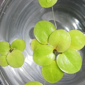 Frogbit (Limnobium laevigatum) - MINIMUM ORDER (Must order at least 6 plants). image 3