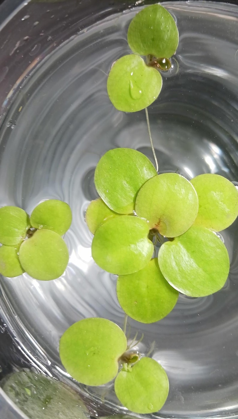 Frogbit (Limnobium laevigatum) - MINIMUM ORDER (Must order at least 6 plants). image 3