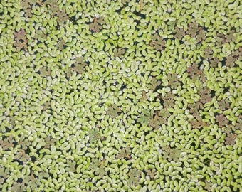 Duckweed/Azolla Combo - Each is 1 vol. oz. - MINIMUM ORDER (Must order at least 3 volumetric ounces).