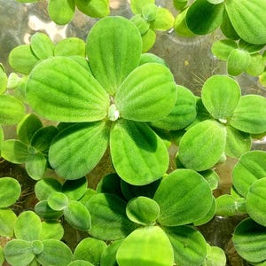 Dwarf Water Lettuce (Pistia stratiotes) - MINIMUM ORDER: [Must order at least 15 plants].