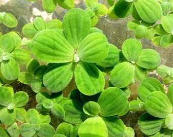 Dwarf Water Lettuce (Pistia stratiotes) - MINIMUM ORDER: [Must order at least 20 plants].