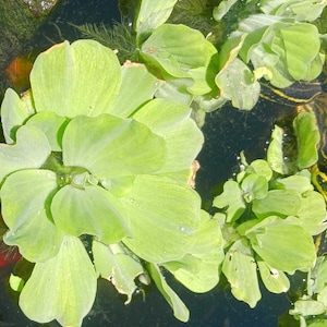 Water Lettuce (Pistia stratiotes) - MINIMUM ORDER (15 plants)