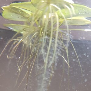 Frogbit (Limnobium laevigatum) - MINIMUM ORDER (Must order at least 6 plants). image 5