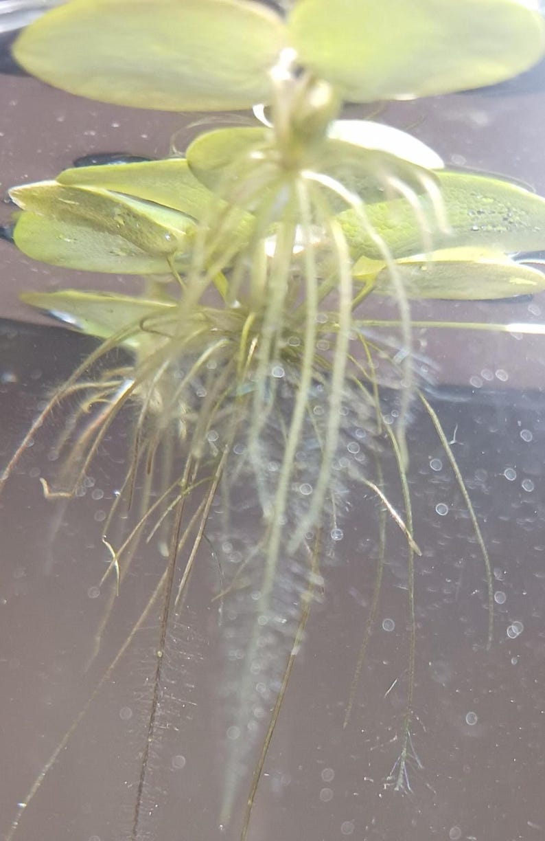 Frogbit (Limnobium laevigatum) - MINIMUM ORDER (Must order at least 6 plants). image 5