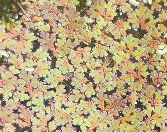 Azolla (Azolla caroliniana) - Each is 1 vol. ounce. [Must order at least 3 volumetric ounces].