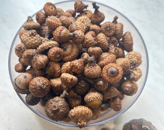 Natural TEENY TINY Acorns: Rustic Wedding & Holiday Decor