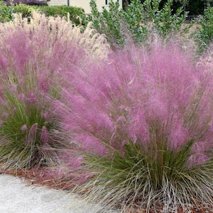 May include: A vibrant display of pink muhly grass in full bloom. The image showcases a cluster of fluffy, pink flower plumes atop green foliage. The background features other plants and a glimpse of a building.