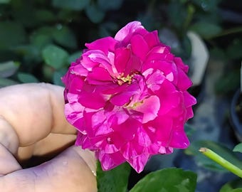 Burlesque Climbing Rose Starter Plant - 4 Inch Pot Size - Ships Without Pot, Perfect for Garden Trellises