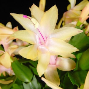 Yellow Limelight Holiday / Christmas / Thanksgiving Cactus Small Starter Plant - 3.25&quot; pot