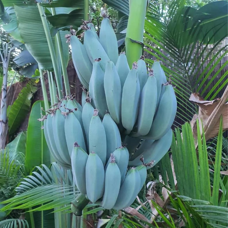 Musa - Blue Java Banana Starter Plant -sweet Vanilla Flavor - Rare ...