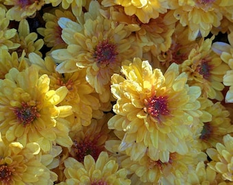 Garden Mum - Chrysanthemum - Hardy mums -Live Plant  - Gold with Eye - 1 live plant 4" pot Cut back & Ready For Next Season