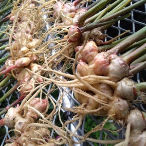 May include: Close-up of freshly harvested ginger rhizomes with attached roots and green stalks. The ginger has a light tan color with pinkish tips, and the roots are a light brown. The ginger is arranged on a metal grate.