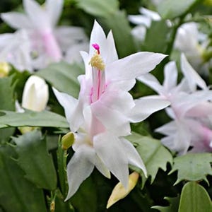 May include: Close-up of a Christmas cactus flower with white petals and a pink center. The flower has a delicate appearance, with a vibrant pink stamen and a yellow tip. The background features green leaves.