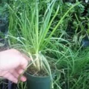 Chives 4" Pot,1 Live Starter Plant, Herb, Bee-Friendly, Edible Hardy Plant
