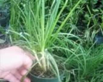 Chives 4" Pot,1 Live Starter Plant, Herb, Bee-Friendly, Edible Hardy Plant