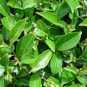 May include: Close-up of vibrant green tea leaves, showcasing their textured surfaces and serrated edges. The leaves are clustered on thin, brown stems, creating a dense, natural pattern. The image highlights the fresh, healthy appearance of the tea plant.