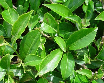 Tea Plant Camellia Sinensis 4" Pot, Starter Live Plant Grow Your Own Tea Leaves, Hardy Perennial