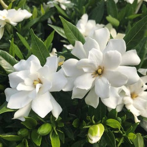 May include: Close-up of white gardenia flowers in full bloom, showcasing multiple layers of petals and a yellow center. The flowers are surrounded by lush green leaves and buds, creating a vibrant floral display.