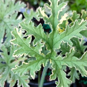 May include: Close-up of green leaves with a cream-colored, jagged edge. The leaves have a star-like shape and are part of a plant. The image is well-lit, showing the details of the leaves.