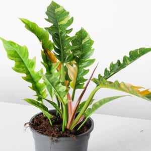 May include: A potted houseplant with large, vibrant green leaves with yellow variegation. The plant has a mix of colors, including green, yellow, and touches of pink and brown. The plant is in a dark gray pot, set against a white background.