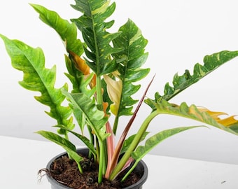 Philodendron Ring of Fire 4" | Rare Variegated Plant | Unique Foliage | Easy Care Houseplant | No Pot | Tropical Starter Plant