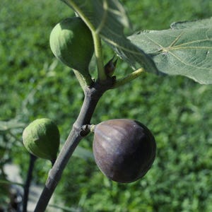 May include: Close-up of a fig tree branch with three figs. One ripe, dark purple fig is visible, along with two unripe green figs. The leaves are green, and the background is blurred green grass.