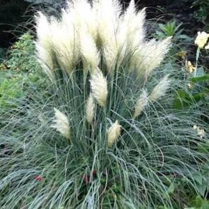 May include: A close-up of a pampas grass plant with long, slender, blue-green leaves and fluffy, cream-colored plumes. The plant is surrounded by other greenery, creating a natural, outdoor scene. The plumes are in full bloom, adding texture and visual interest.