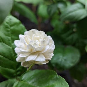 Jasmine Duke of Tuscany 4&quot; Pot Starter Plant-Fragrant Blooms, Easy Care, Indoor/Outdoor Plant, Rare Arabian Jasmine, Live Plant Ships No Pot