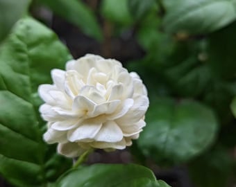 Jasmine Duke of Tuscany 4&quot; Pot Starter Plant-Fragrant Blooms, Easy Care, Indoor/Outdoor Plant, Rare Arabian Jasmine, Live Plant Ships No Pot