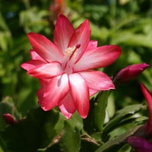 May include: Close-up of a vibrant pink and white flower with multiple petals. The flower has a star-like shape, with the tips of the petals being a deep pink and fading to white towards the center. Green foliage surrounds the flower.