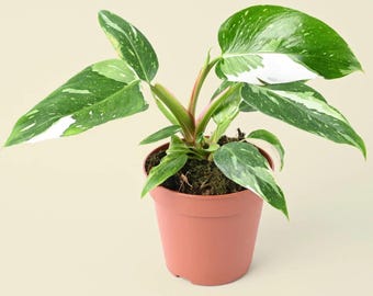 May include: A potted Philodendron Birkin plant with vibrant green and white variegated leaves. The plant is in a terracotta-colored pot, set against a neutral background. The leaves display a striking pattern of white variegation.