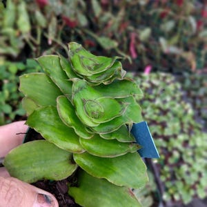 May include: A vibrant green succulent plant with layered, rounded leaves. The plant is in a small, dark green pot and held by a hand. The leaves have darker green and brown markings. The background is blurred, showing other plants.