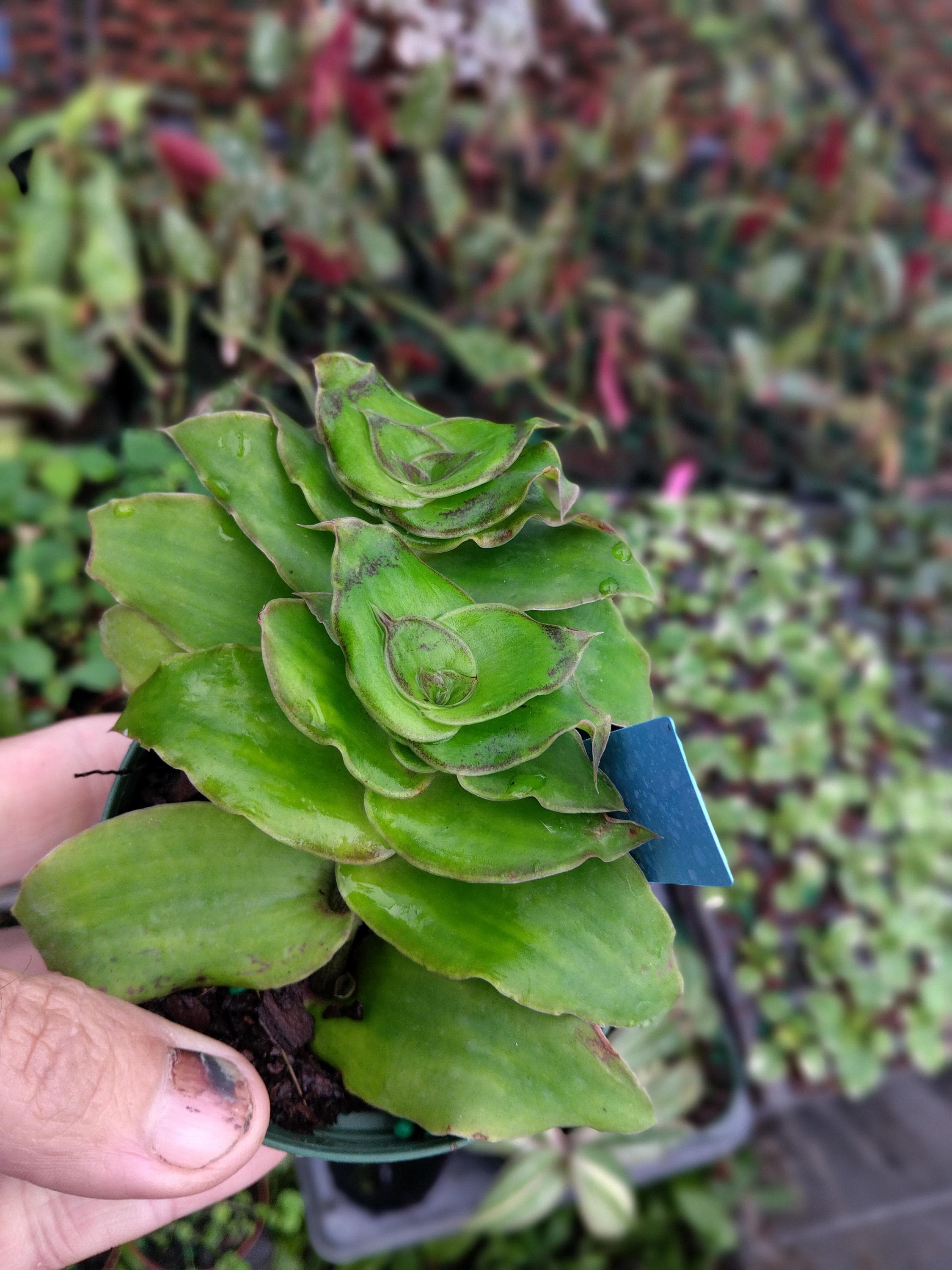 Dragon Tail Tradescantia - Etsy