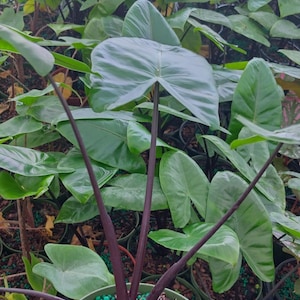 May include: A potted plant with large, heart-shaped green leaves and dark purple stems. The plant is in a green pot, held by a hand, with other plants in the background. The leaves have a prominent veined texture.