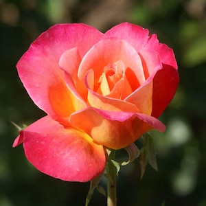 May include: A close-up of a rose with vibrant colors. The petals transition from a deep pink at the edges to a warm orange and yellow towards the center. The rose is in full bloom, showcasing its layered petals and delicate details.