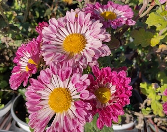 Garden Mum - Chrysanthemum - Hardy mums -Live Plant  - Fantasy - 1 live plant 4" pot Cut back & Ready For Next Season