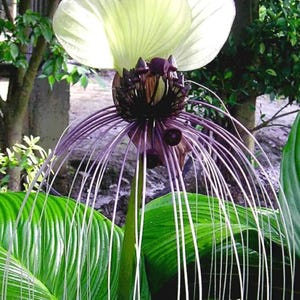 May include: A unique black bat flower with long, thin, purple filaments radiating from a dark center. The flower has a large, pale green petal-like structure above, set against a backdrop of green foliage.