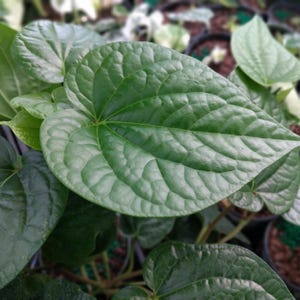 May include: Close-up of lush, green betel leaves. The leaves have a heart shape with prominent veins and a textured surface. The image showcases the vibrant green color and detailed patterns of the plant.